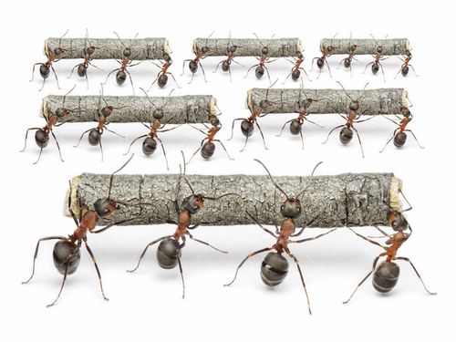 تصویر با کیفیت کار گروهی مورچه ها همراه با همکاری مورچه ها و کار تیمی