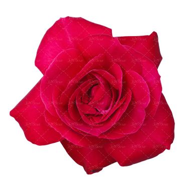گل رز قرمز گل فروشی