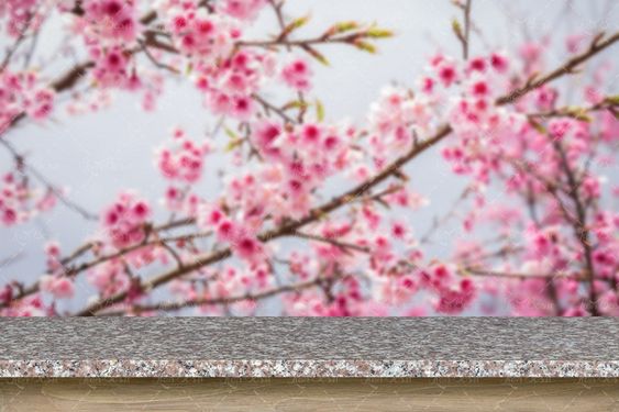 شکوفه های صورتی فصل بهار