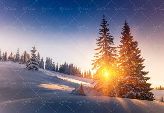 طبیعت زمستان و برف در جنگل و غروب آفتاب