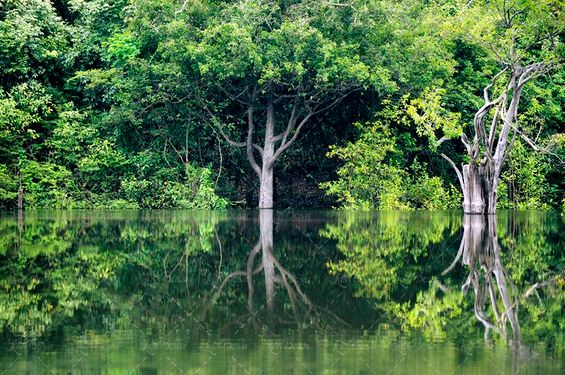 منظره جنگل در آب  و  درختان سرسبز