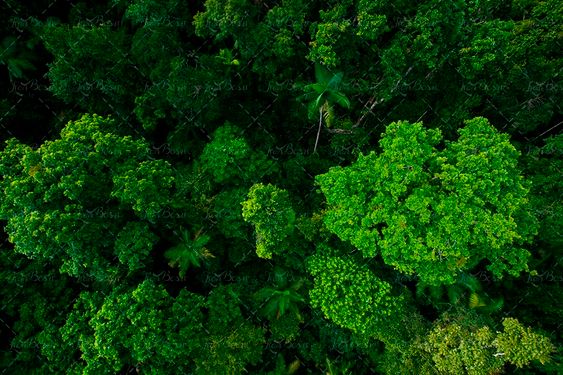 منظره ی جنگل از بالا با درختان سرسبز