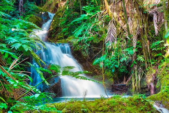 منظره جنگل با درختان سرسبز و آبشار