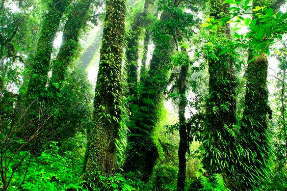 منظره جنگل  با درختان سرسبز 3