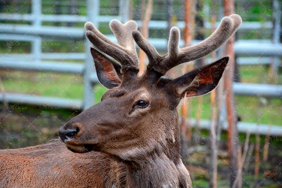 گوزن  باغ وحش  حیوان شاخ دار