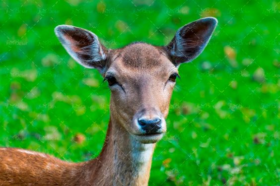 آهو باغ وحش  مراتع سرسبز