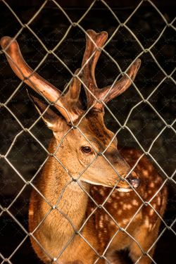 آهو باغ وحش حیوان شاخ دار