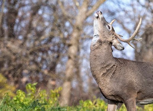 گوزن باغ وحش حیوان شاخ دار جنگل 2