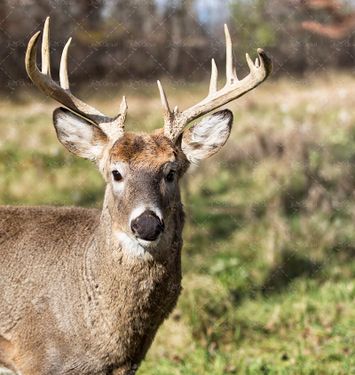 گوزن باغ وحش حیوان شاخ دار جنگل 3