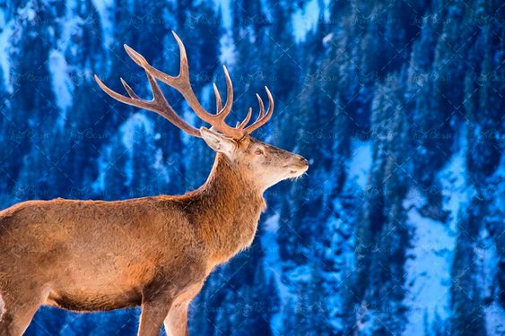 گوزن باغ وحش حیوان شاخ دار جنگل 4