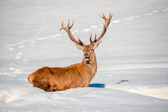 گوزن  در برف  فصل زمستان  حیوان شاخدار