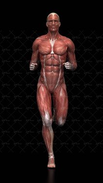 آناتومی بدن انسان فیزیک بدن انسان