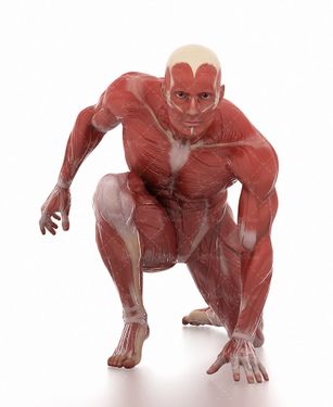 آناتومی بدن اسکلت اندام بدن ورزشکار عضله دونده