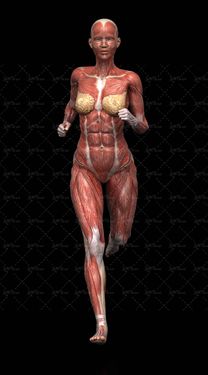آناتومی بدن زن اسکلت اندام بدن ورزشکار عضله دویدن