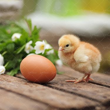 تخم مرغ جوجه تولید جوجه تولیدی تخم مرغ