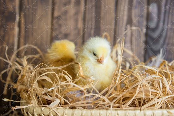 تخم مرغ جوجه تولید جوجه تولیدی تخم مرغ سبد1