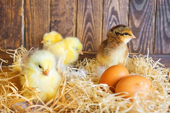 تخم مرغ جوجه تولید جوجه تولیدی تخم مرغ سبد2