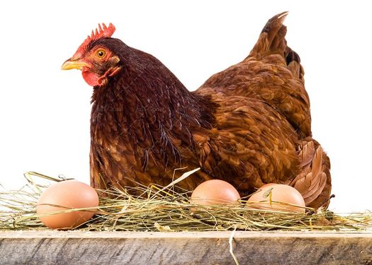 تخم مرغ محلی تولید جوجه مرغ محلی