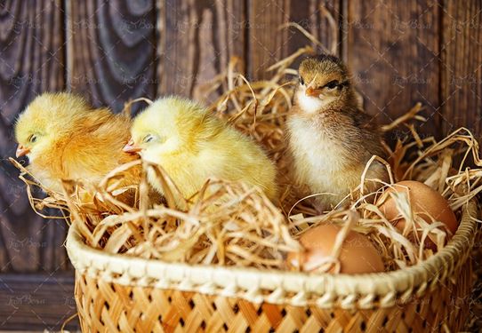 سبد تخم مرغ محلی تولید جوجه لانه مرغ