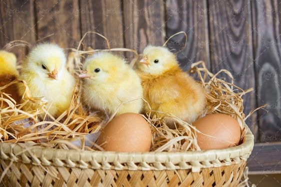 سبد تخم مرغ محلی تولید جوجه لانه مرغ1