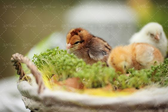 سبد تخم مرغ محلی تولید جوجه لانه مرغ2