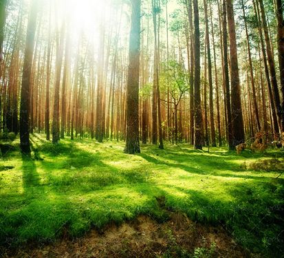 جنگل درخت چمنزار علفزار تابش خورشید از بین درختان بلند