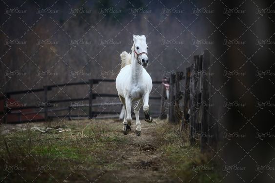 اسب سفید حیوان حصار مزرعه