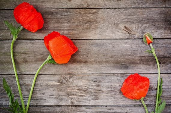 گل طبیعی گل وحشی گلفوشی گل قرمز گل لاله گل شقاق