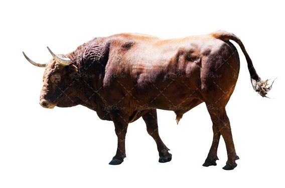 گاو گوشتی قصابی گاو چاق گاو نر گوشت قرمز