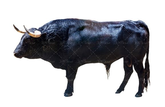 گاو گوشتی قصابی گاو چاق گاو نر گوشت قرمز1