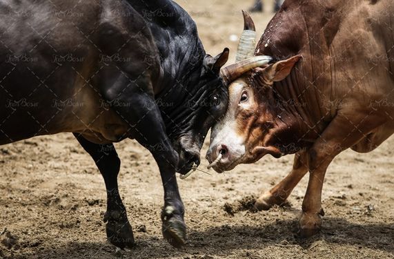 گاو مسابقه گاو میش بوفالو گاو شاخدار گاو بازی