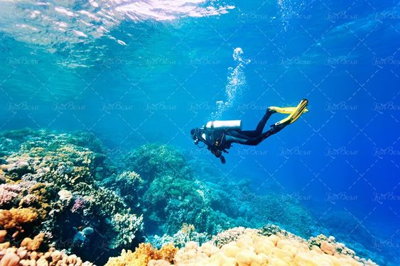 مرجان های کف اقیانوس کف دریا زیر آب قواصی
