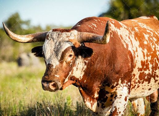 گاو  گوشت گاوی