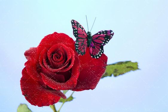 گل رز قرمز و پروانه