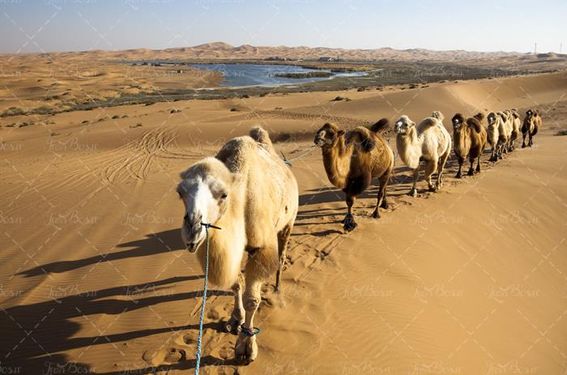 شتر  بیابان چشم انداز کویر دریاچه