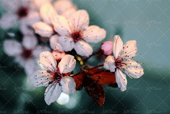 شکوفه سفید گل بهاری