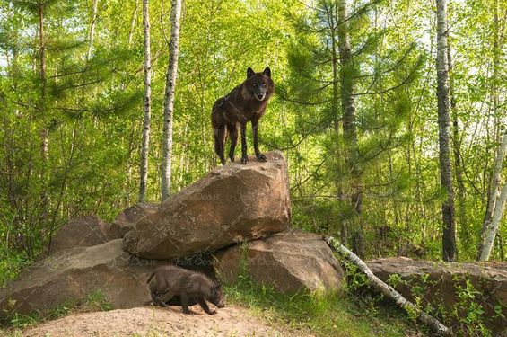 جنگل گرگ حیوان درنده