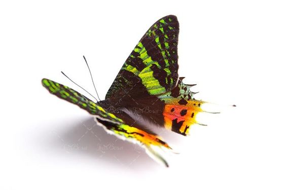 پروانه حشره