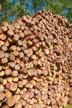 چوب بری نجاری تولیدی چوب 2