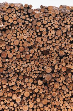 چوب بری نجاری تولیدی چوب 4