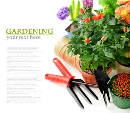 پرورش گل وسایل گل کاری گل طبیعی 3