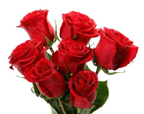 گل رز  گل فروشی  گل طبیعی