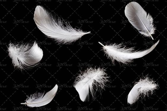 پر پرنده  پر سفید  پر کبوتر