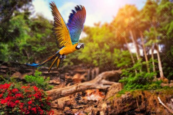 منظره جنگل با درختان سرسبز و طوطی