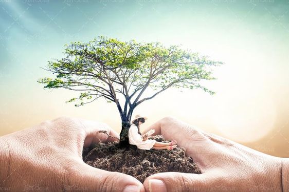 طبیعت محیط زیست کاشت درخت
