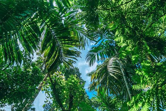 منظره جنگل با درختان سرسبز 9