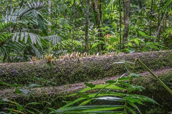 منظره جنگل با درختان سرسبز 10