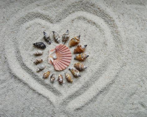 ساحل شنی و صدف های دریایی