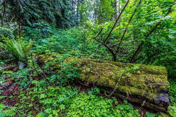 منظره جنگل با درختان سرسبز و زیبا