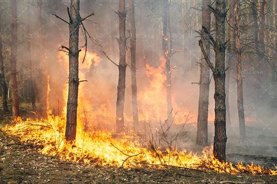 آتش سوزی جنگل سوختن درختان